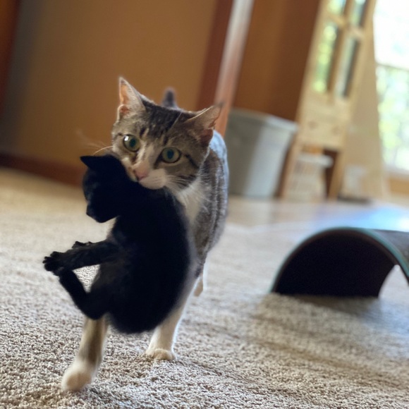 🐱 Kittens Update!🐱 - Picture 3 of 8